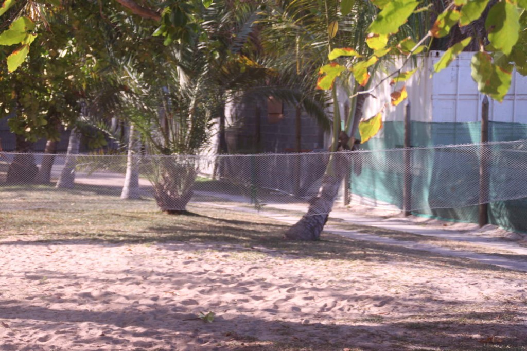 ob_185d7c_img-0856