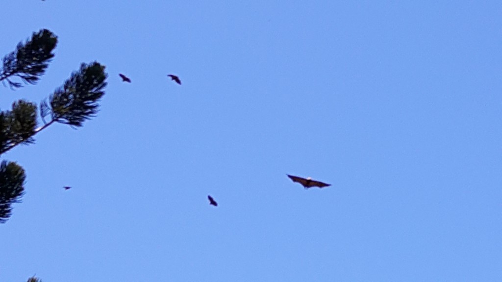 20151017_105749_003