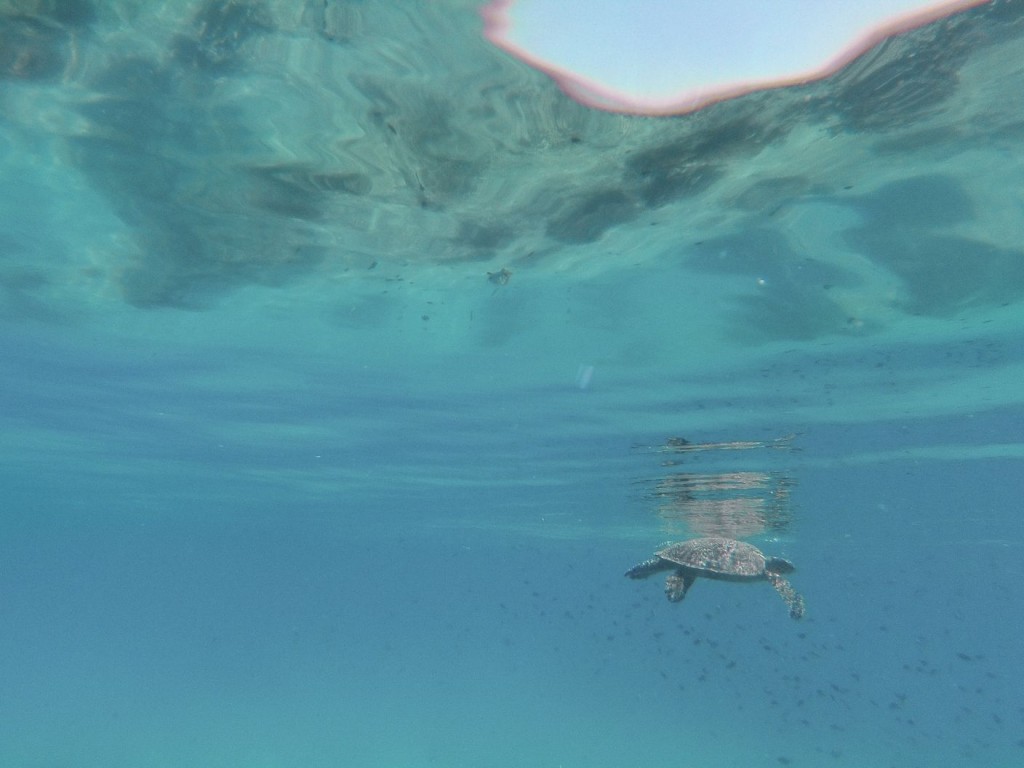 DCIM103GOPRO