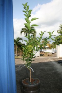 d-cembre2009 9918