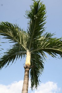 d-cembre2009 9922