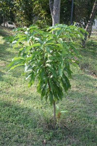 d-cembre2009 9923