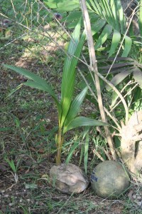 d-cembre2009 9925