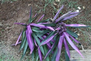 d-cembre2009 9927
