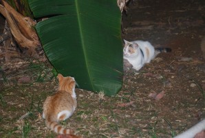 janvier2010 0022