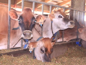 Nous avons demandé à notre expert ès vaches (papy Robert) et il semblerait que ce soit des JERSAIRE, une race de l'île de Jersey. Celles-ci ont été importées d'Afrique du sud.