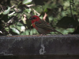 DSCF2992