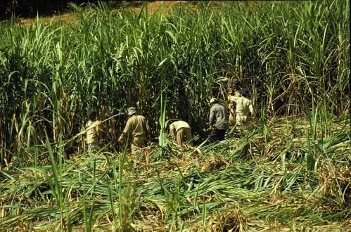 800px-Sugar cane mauritius2 hg