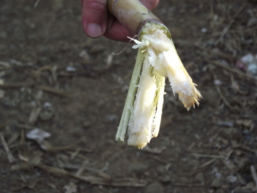 DSCF3226