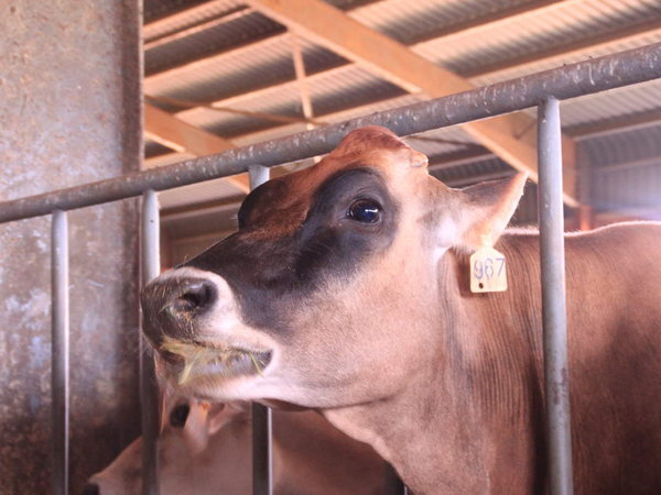 Nous avons demandé à notre expert ès vaches (papy Robert) et il semblerait que ce soit des JERSAIRE, une race de l'île de Jersey. Celles-ci ont été importées d'Afrique du sud.