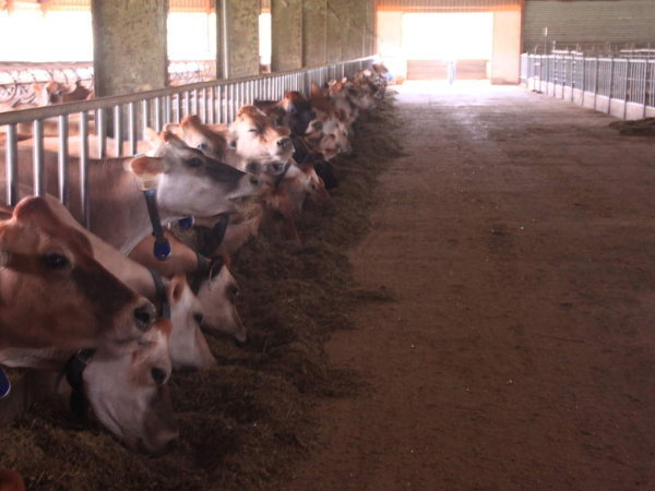 Nous avons demandé à notre expert ès vaches (papy Robert) et il semblerait que ce soit des JERSAIRE, une race de l'île de Jersey. Celles-ci ont été importées d'Afrique du sud.